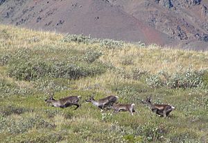 Denali National Park Caribou Herd 1249px