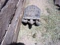 Desert Tortoise at Las Vegas Zoo