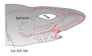 Electroreceptors in a sharks head