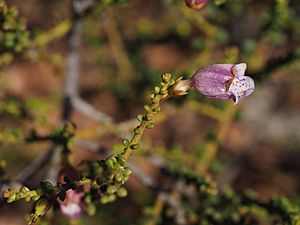 Eremophila parvifolia (flower detail) 03.jpg
