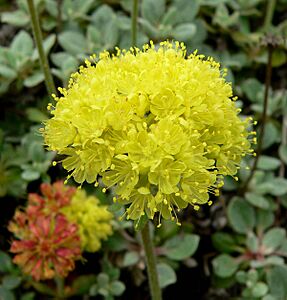 Eriogonum umbellatum humistratum 2
