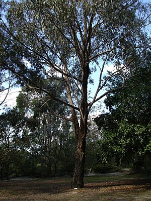Eucalyptus goniocalyx.jpg
