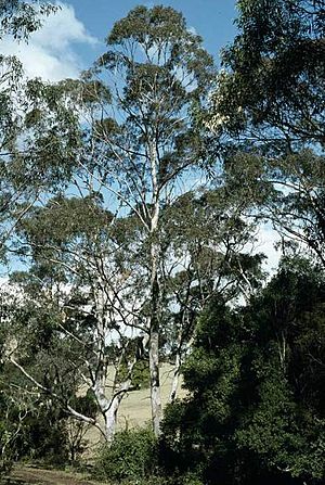 Eucalyptus quadrangulata.jpg
