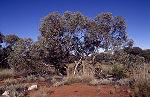 Eucalyptus trivalva.jpg
