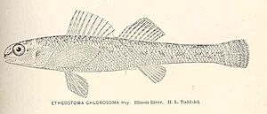 FMIB 40123 Etheostoma chlorosoma Hay Illinois River.jpeg