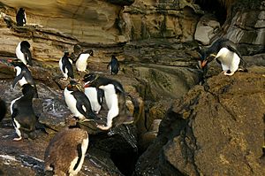 Falkland Islands Penguins 91