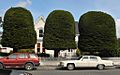 Ferndale CA Berding House Gum Drop Trees