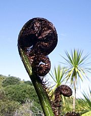 Fiddlehead black tree fern