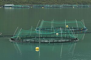 Fish farming in Torskefjorden, Senja, Troms, Norway, 2014 August - 3