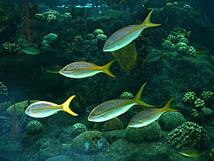 Florida-aquarium-tampa