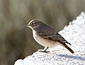 Geositta rufipennis - Rufous-banded miner