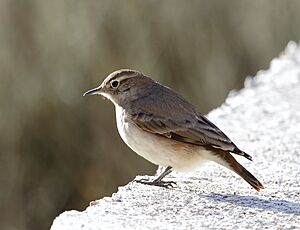 Geositta rufipennis - Rufous-banded miner.jpg