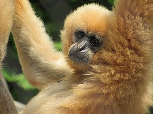 Gibbon close-up.jpg