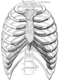 Ribcage from Gray's Anatomy