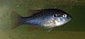 GreenSunfish2