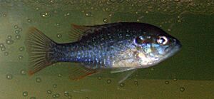 GreenSunfish2