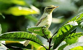 Green warbler.jpg