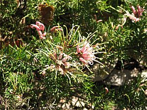 Grevillea 'Pink Lady'