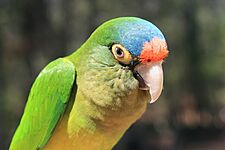 Half moon conure