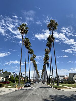 Harcourt Avenue palm trees View Park