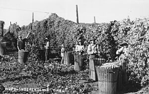 Harvesting hops near Independence, Oregon