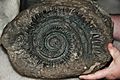 Helicoprion sp. (fossil shark tooth whorl) (Phosphoria Formation, mid-Permian; Gay Mine, Bingham County, Idaho, USA) 2 (34327255626)