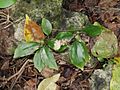 Hetaeria oblongifolia 10064671