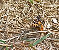 Indian Red Admiral (Vanessa indica) at Samsing, Duars, West Bengal W IMG 6369