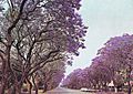 Jacaranda trees in Montagu Ave, Harare, Zimbabwe in 1975