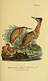 Johann Andreas Naumann's ... Naturgeschichte der Vögel Deutschlands, nach einigen Erfahrungen entworfen (Taf. 226) (6058899703)