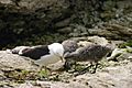 Larus Dominicanus with young