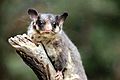 Leadbeater's Possum called George - taxidermied 02