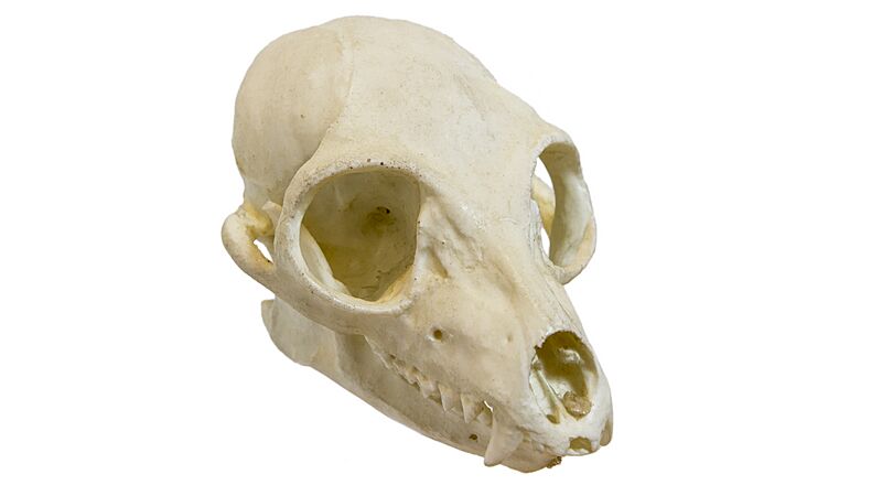 Lemur catta skull - MUSE