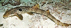 Leopard Epaulette Shark