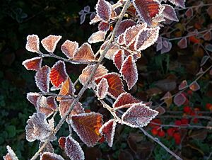Les feuilles toutes givrées du petit pommier