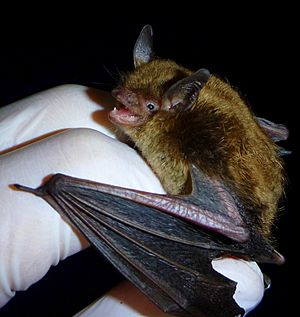A gloved hand holds a small bat