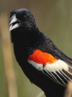 Longtailed Widowbird, Euplectes progne in early summer breading plumage at Rietvlei Nature Reserve, Gauteng, South Africa (15047835884)
