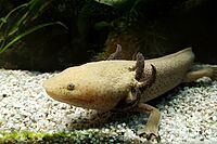 MX. Achoque o ajolote de Pátzcuaro - Ambystoma dumerilii (3).jpg