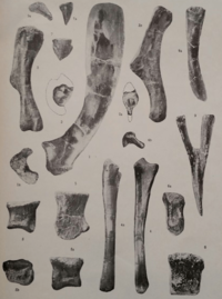 Mandschurosaurus amurensis holotype.png