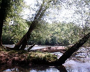 Mcintosh-riverbank