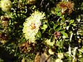 Melaleuca depressa (leaves, flowers)