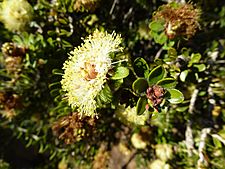Melaleuca depressa (leaves, flowers)
