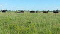 Midewin bison 2016-06-05 16.32.59 crop3