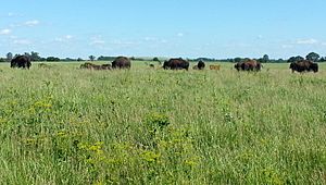 Midewin bison 2016-06-05 16.32.59 crop3