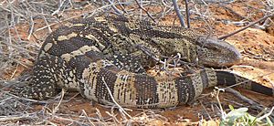 Monitor lizard in Kalahari