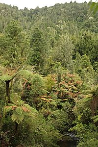 Native bush in Pirongia Forest.jpg