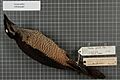 Naturalis Biodiversity Center - RMNH.AVES.22786 1 - Parotia sefilata Pennant, 1781 - Paradisaeidae - bird skin specimen