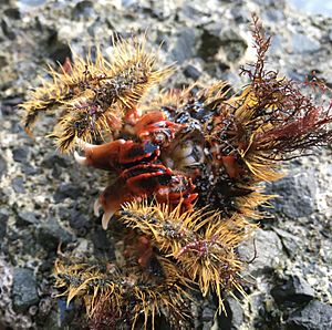 Notomithrax ursus, Hairy seaweed crab in a rockpool, Wellington harbour 17-04-2016.jpeg