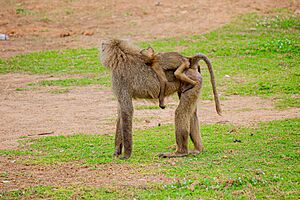 Olive baboon carrying a baby
