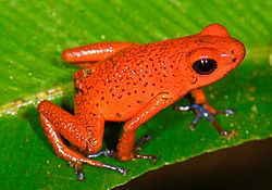 Oophaga pumilio (Strawberry poision frog) (2532163201)